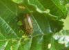 Xanthogaleruca luteola